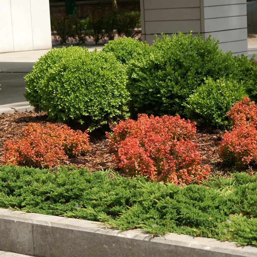 Berberis thunbergii Admiration (Hábito)