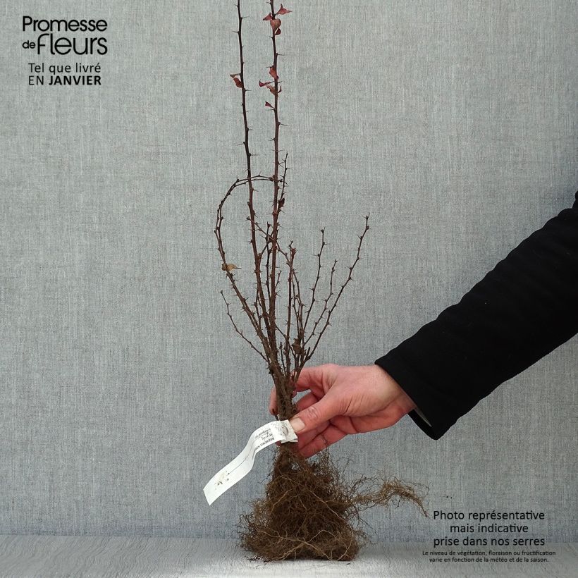 Amostra de Berberis thunbergii Atropurpurea Raízes nuas tal como entregue no inverno