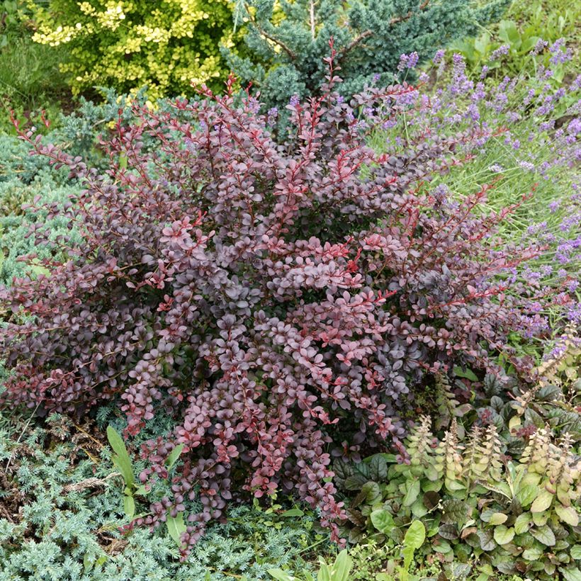Berberis thunbergii Atropurpurea (Hábito)