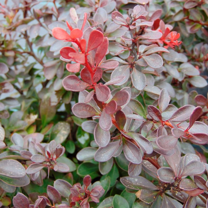 Berberis thunbergii Atropurpurea Nana (Folhagem)