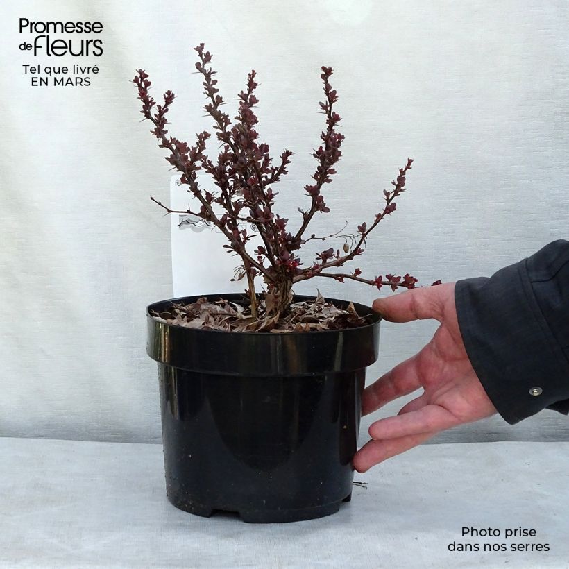 Amostra de Berberis thunbergii Atropurpurea Nana Vaso de 2 L/3 L tal como entregue na primavera