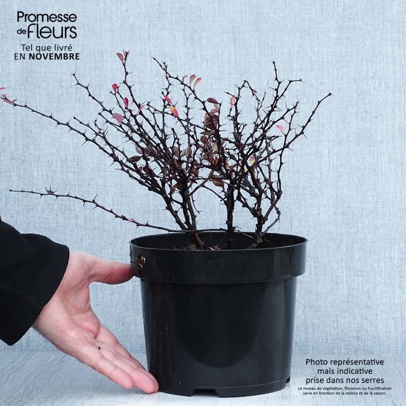 Amostra de Berberis thunbergii Atropurpurea Nana Vaso de 2 L/3 L tal como entregue no outono