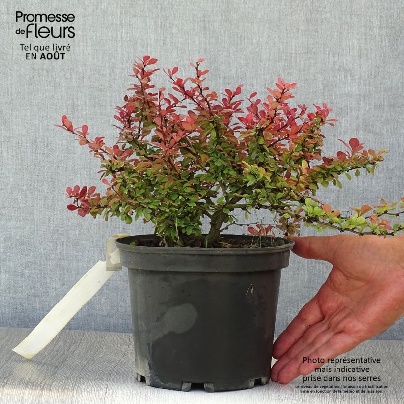 Amostra de Berberis thunbergii Atropurpurea Nana Vaso de 2 L/3 L tal como entregue no verão