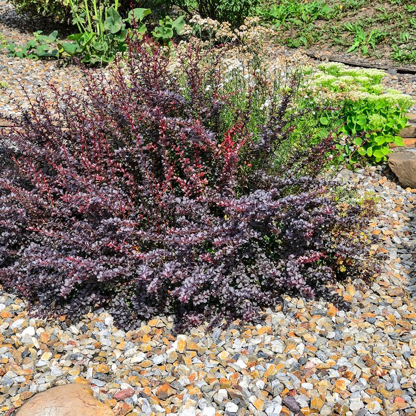 Berberis thunbergii Atropurpurea Nana (Hábito)