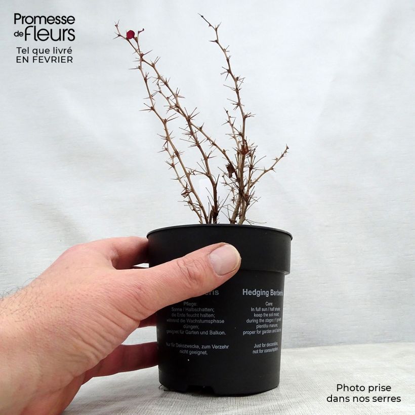 Amostra de Berberis thunbergii Atropurpurea Vaso de 8/9 cm tal como entregue no inverno