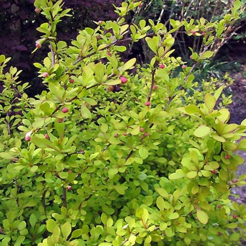 Berberis thunbergii Aurea (Folhagem)