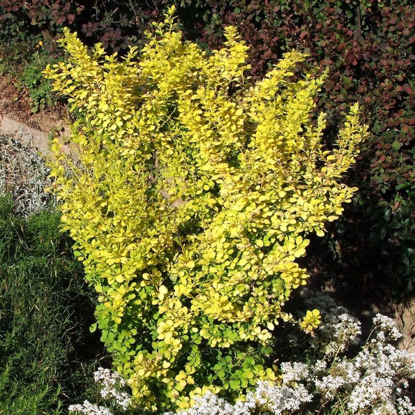 Berberis thunbergii Aurea (Hábito)