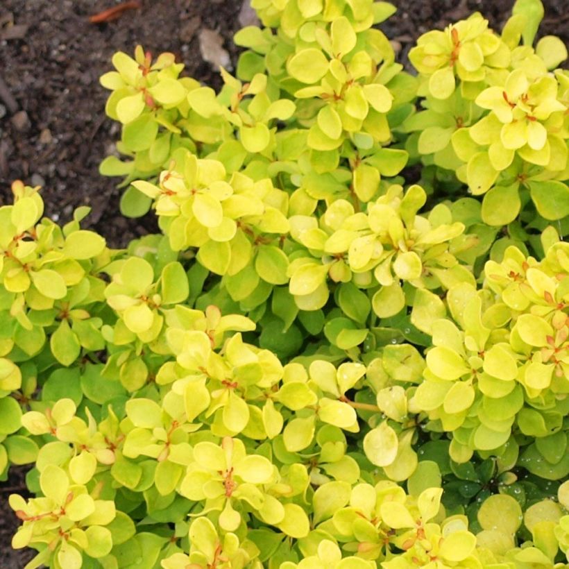 Berberis thunbergii Bonanza Gold (Folhagem)