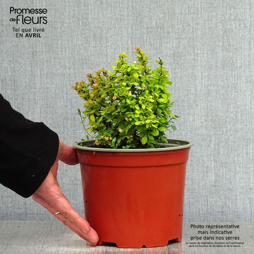 Amostra de Berberis thunbergii Bonanza Gold Vaso de 2 L/3 L tal como entregue na primavera