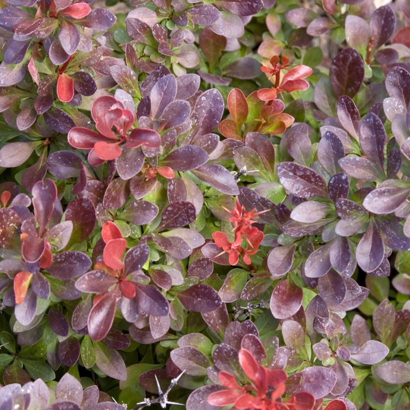 Berberis thunbergii Cabernet (Folhagem)