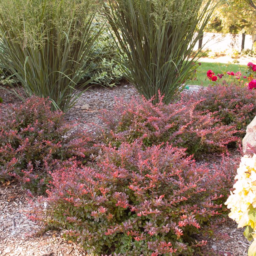 Berberis thunbergii Cabernet (Hábito)