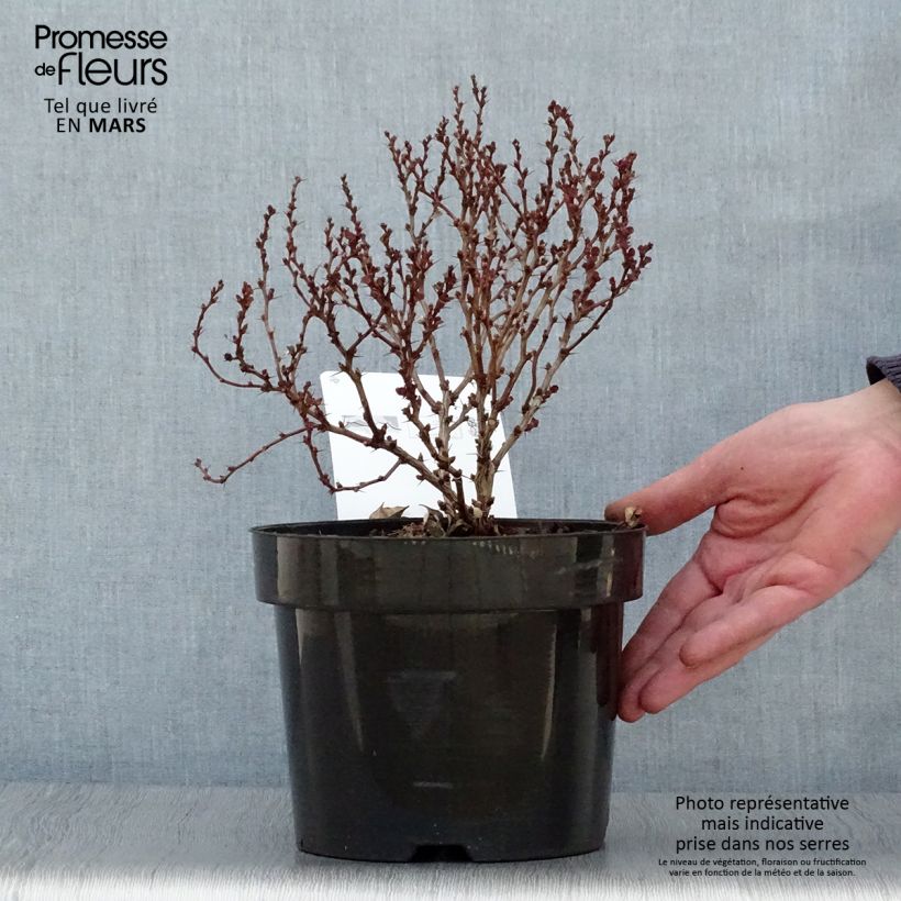 Amostra de Berberis thunbergii Concorde Vaso de 2 L/3 L tal como entregue na primavera