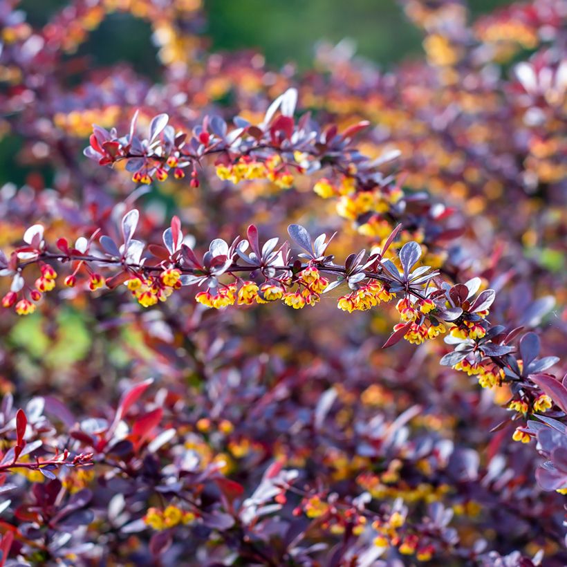 Berberis thunbergii Concorde (Floração)