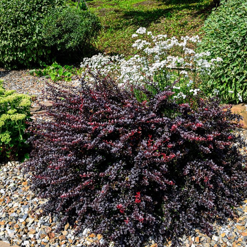 Berberis thunbergii Concorde (Hábito)