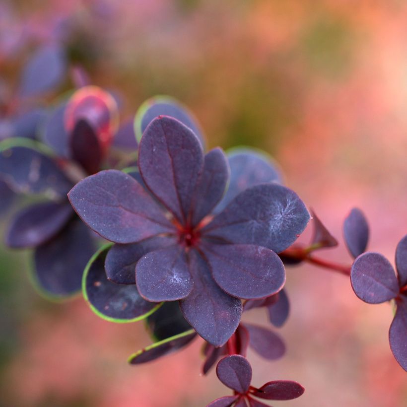 Berberis thunbergii Dart's Red Lady (Folhagem)