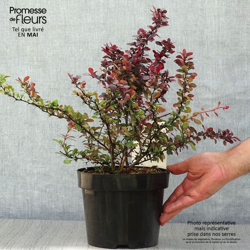 Amostra de Berberis thunbergii Dart's Red Lady Vaso de 2 L/3 L tal como entregue na primavera