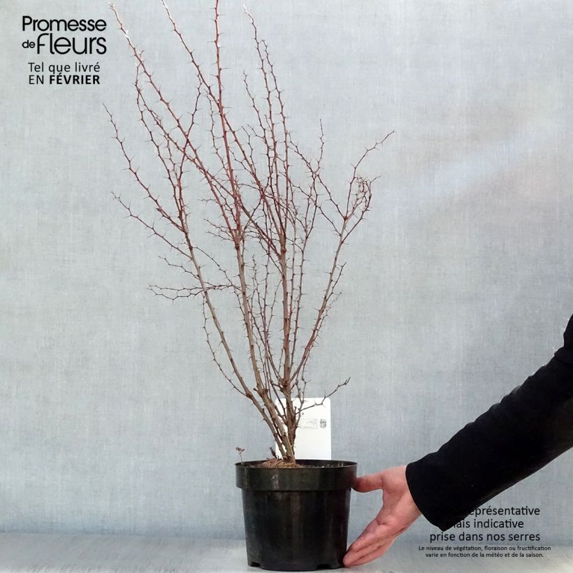 Amostra de Berberis thunbergii Vaso de 2 L/3 L tal como entregue no inverno