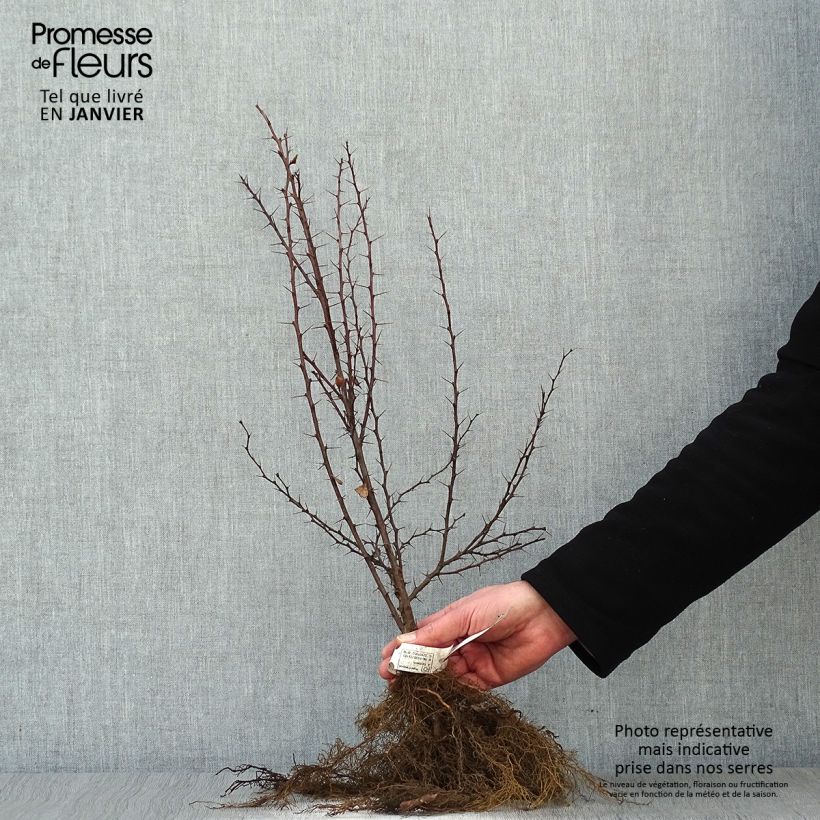 Amostra de Berberis thunbergii Raízes nuas tal como entregue no inverno