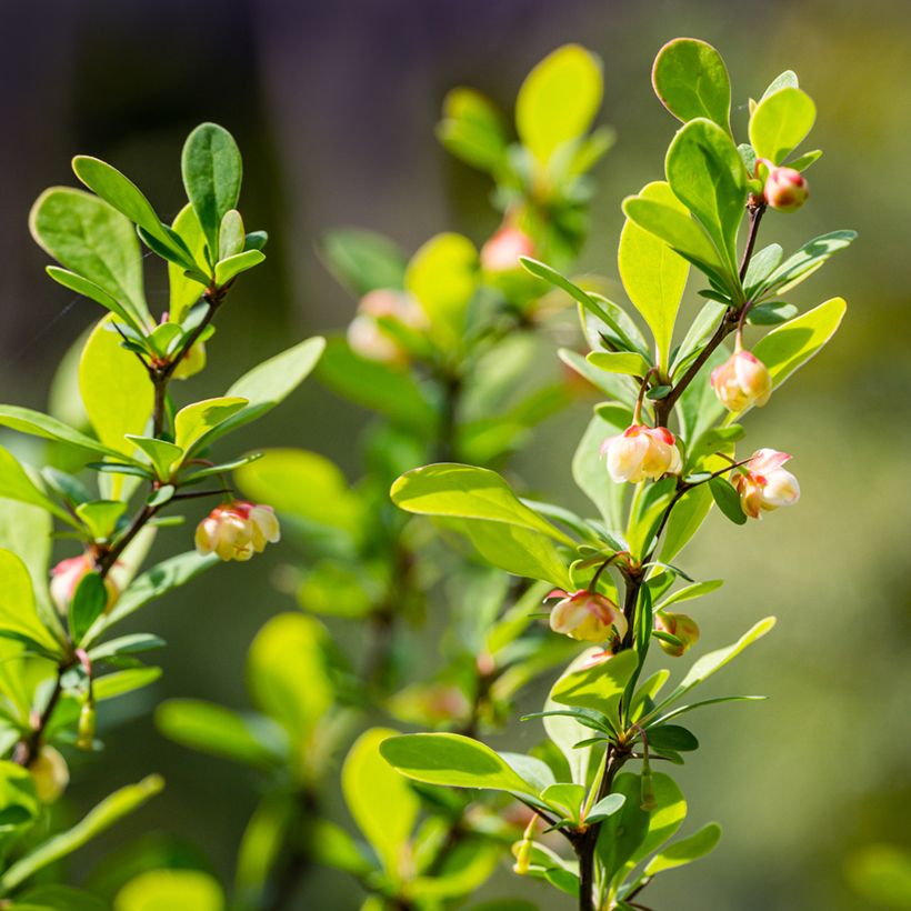 Berberis thunbergii Erecta (Floração)