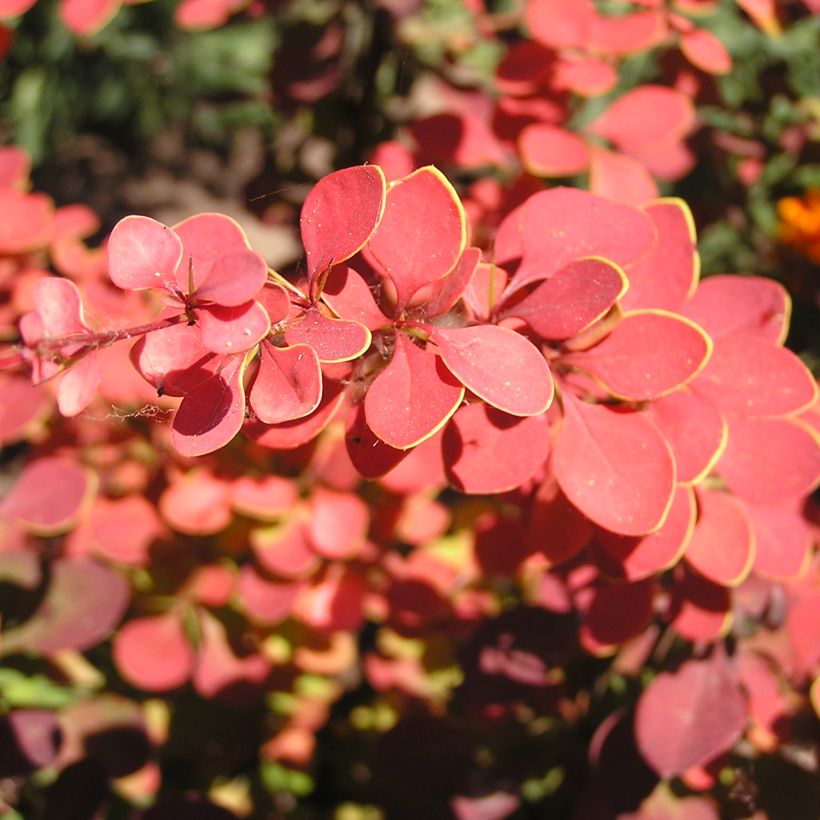 Berberis thunbergii Fireball (Folhagem)