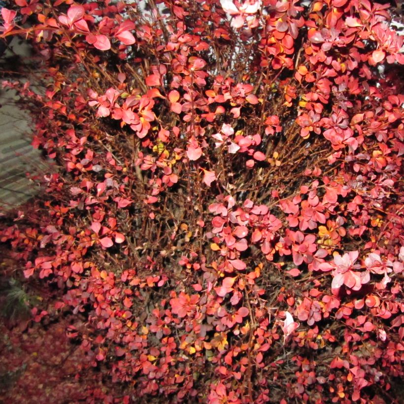 Berberis thunbergii Fireball (Hábito)