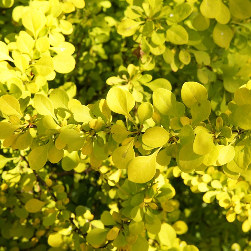Berberis thunbergii Golden Carpet (Folhagem)