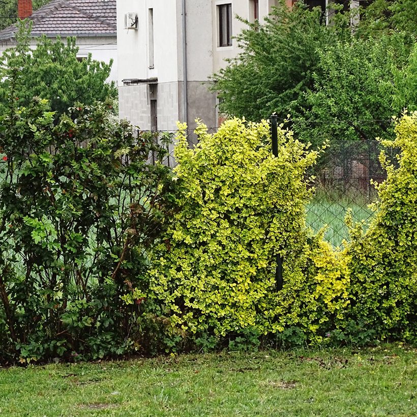 Berberis thunbergii Golden Dream (Hábito)