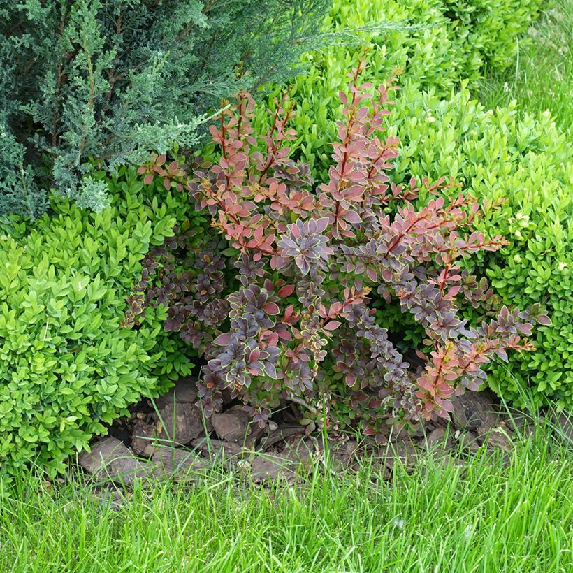 Berberis thunbergii Golden Ring (Hábito)