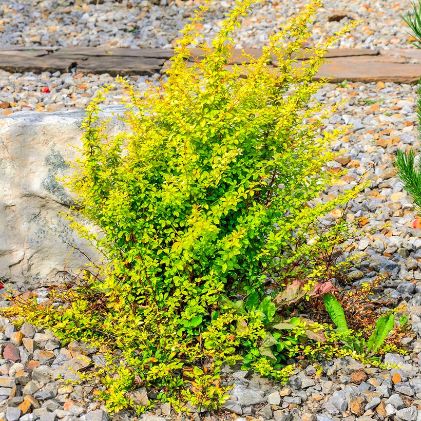 Berberis thunbergii Golden Rocket (Hábito)