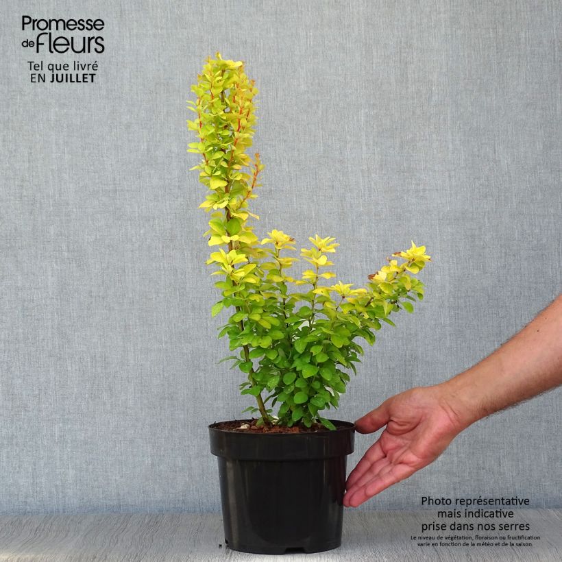 Amostra de Berberis thunbergii Golden Rocket Vaso de 2 L/3 L tal como entregue no verão