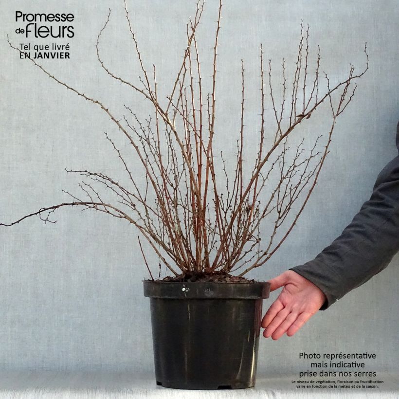 Amostra de Berberis thunbergii Golden Rocket - Epine-vinette  Vaso de 7,5 L/10 L tal como entregue no inverno