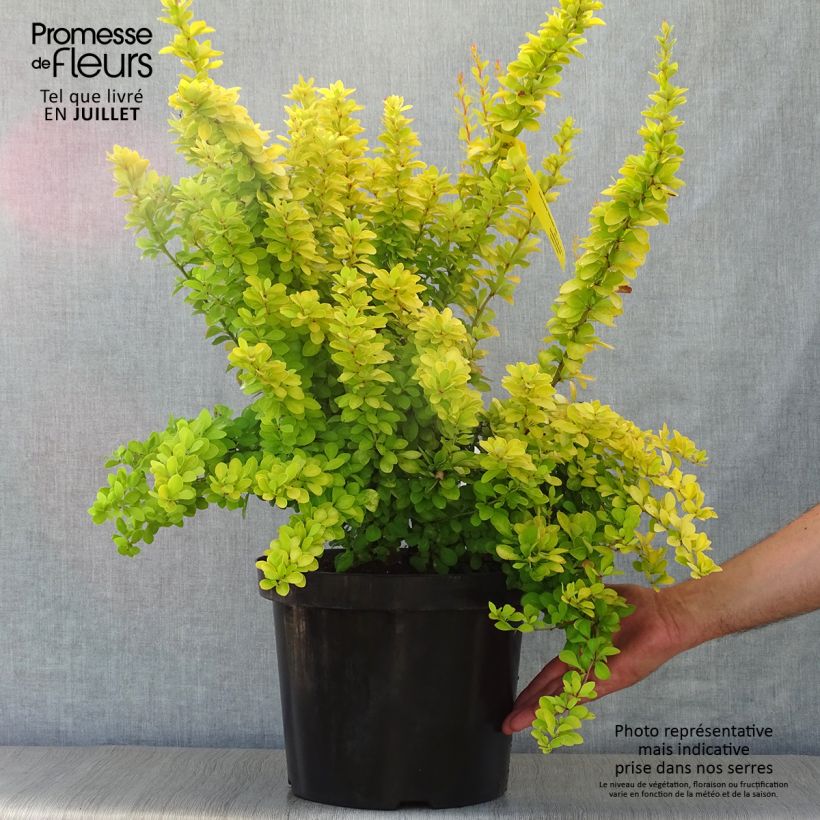 Amostra de Berberis thunbergii Golden Rocket Vaso de 7,5 L/10 L tal como entregue no verão