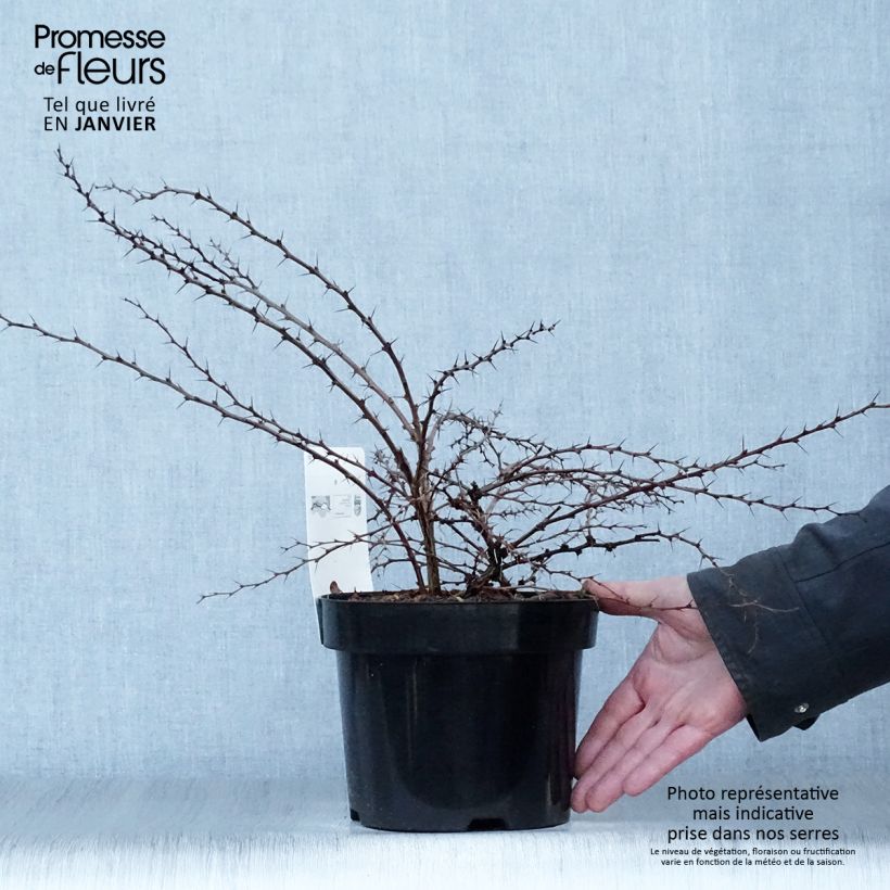 Amostra de Berberis thunbergii Green Carpet - Epine-vinette Vaso de 3 L/4 L tal como entregue no inverno