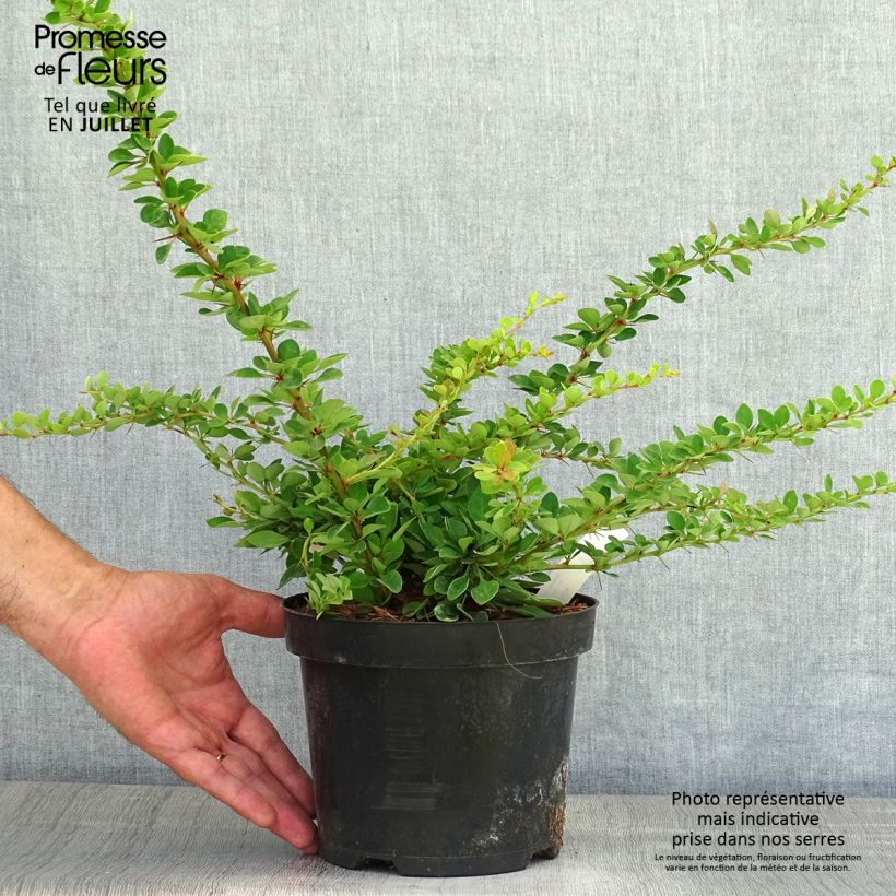 Amostra de Berberis thunbergii Green Carpet Vaso de 3 L/4 L tal como entregue no verão