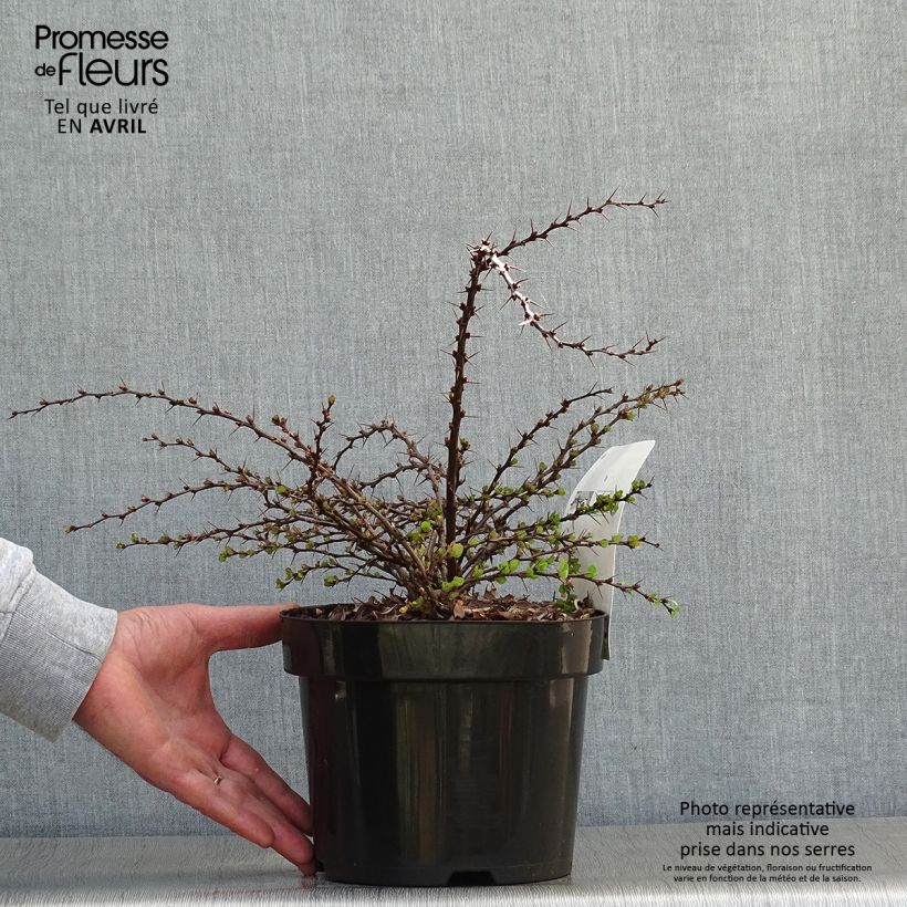 Amostra de Berberis thunbergii Green Carpet Vaso de 3 L/4 L tal como entregue na primavera