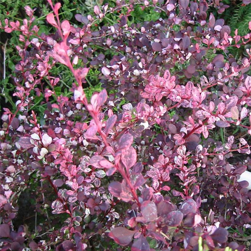 Berberis thunbergii Harlequin (Folhagem)