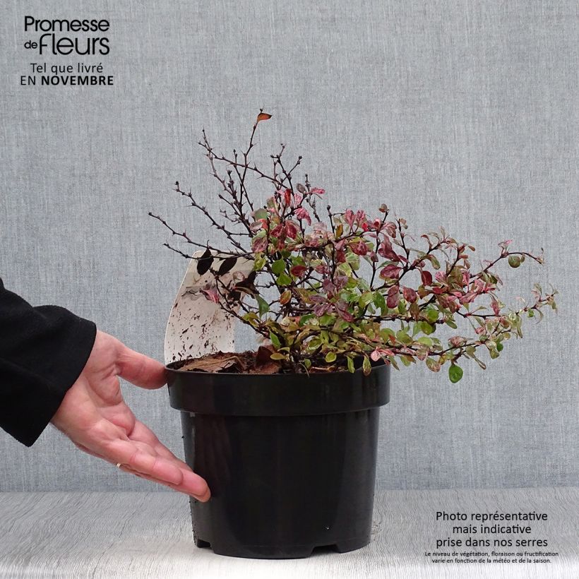 Amostra de Berberis thunbergii Inspiration Vaso de 2 L/3 L tal como entregue no outono