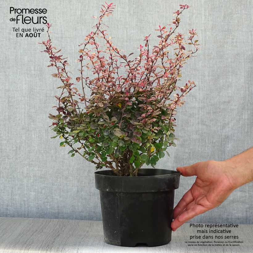 Amostra de Berberis thunbergii Inspiration Vaso de 2 L/3 L tal como entregue no verão