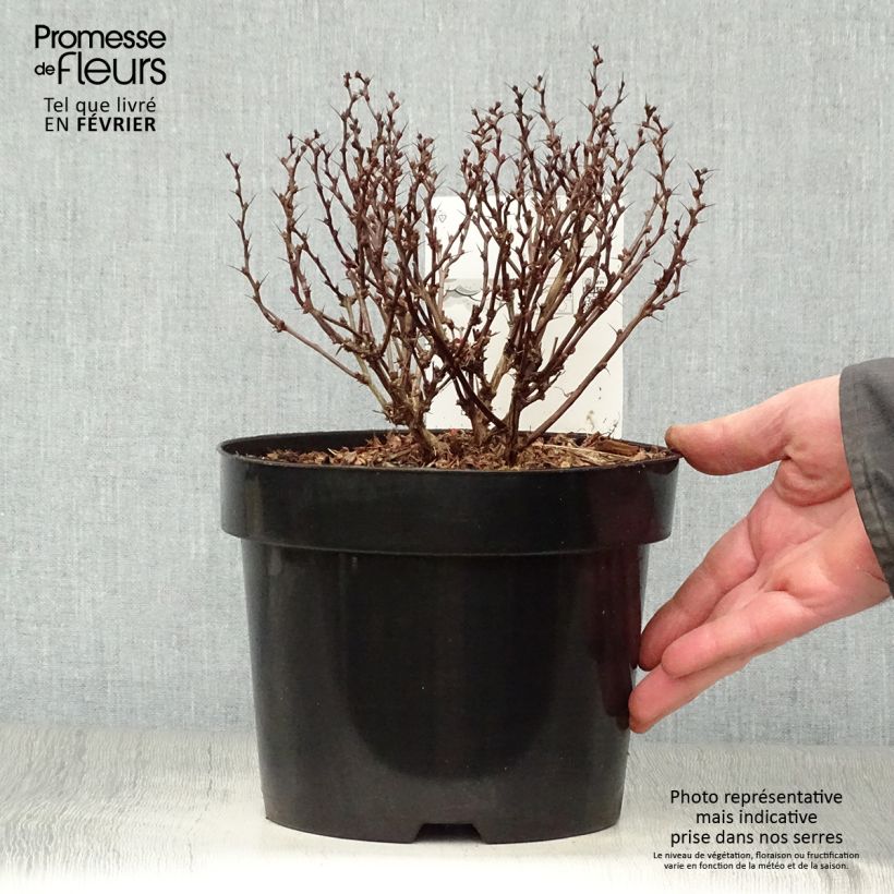 Amostra de Berberis thunbergii Inspiration - Épine-vinette Vaso de 2 L/3 L tal como entregue no inverno
