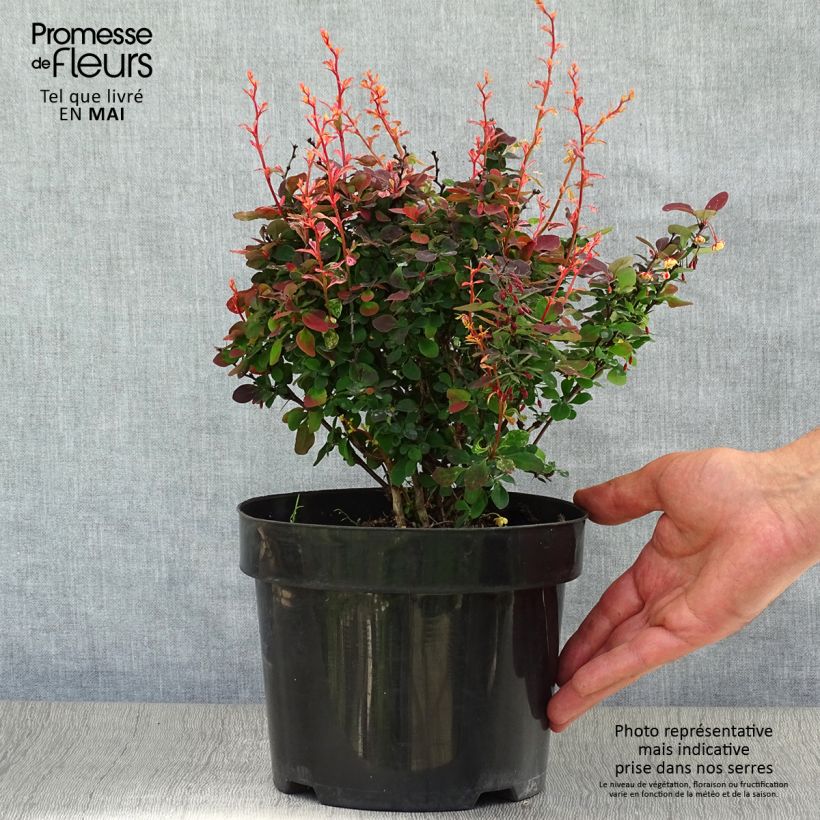 Amostra de Berberis thunbergii Inspiration Vaso de 2 L/3 L tal como entregue na primavera