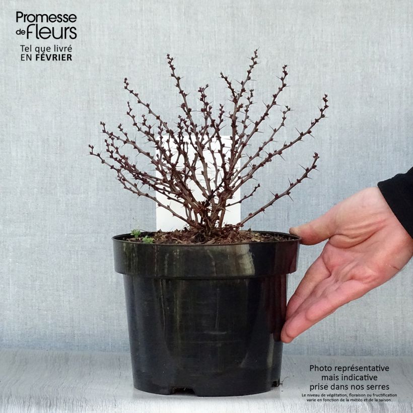 Amostra de Berberis thunbergii Kobold - Épine-vinette naine Vaso de 2 L/3 L tal como entregue no inverno