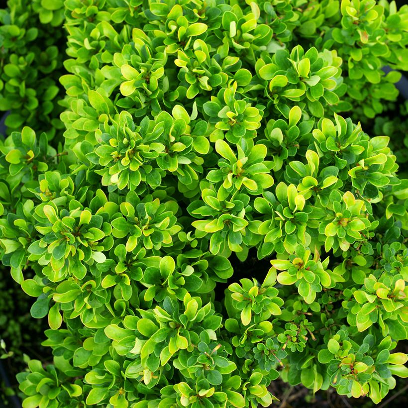 Berberis thunbergii Kobold (Folhagem)