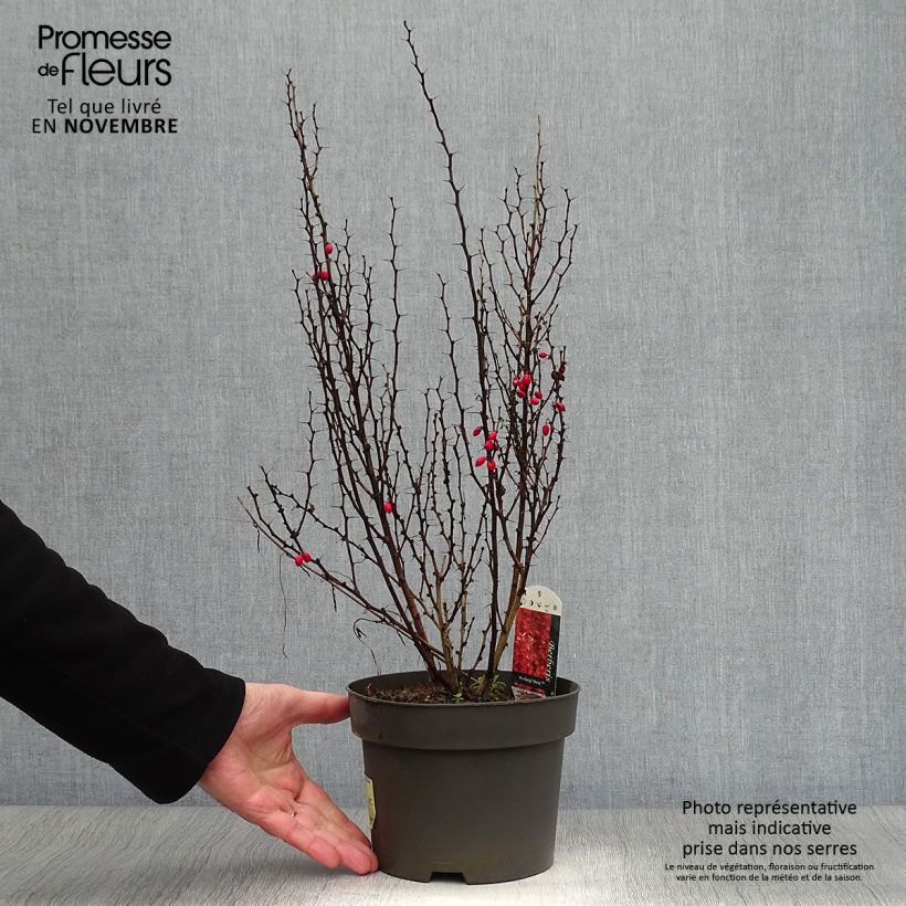 Amostra de Berberis thunbergii Maria Vaso de 2 L/3 L tal como entregue no outono