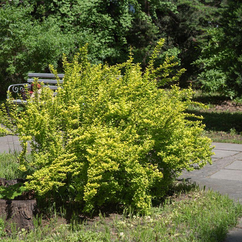 Berberis thunbergii Maria (Hábito)