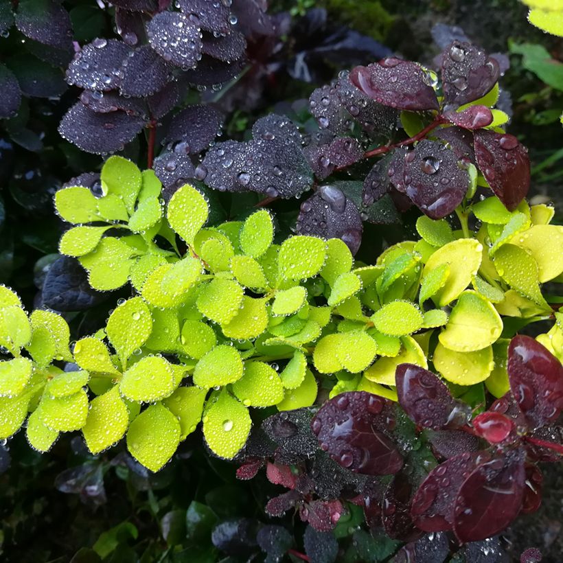 Berberis thunbergii Maria (Folhagem)