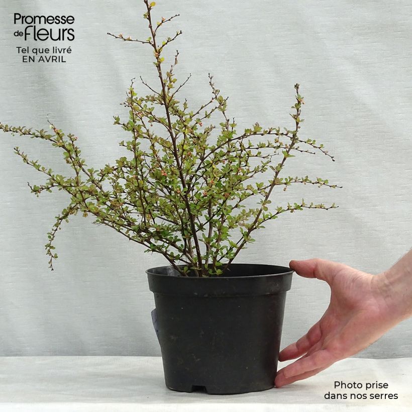 Amostra de Berberis thunbergii Natasza Vaso de 2 L/3 L tal como entregue na primavera