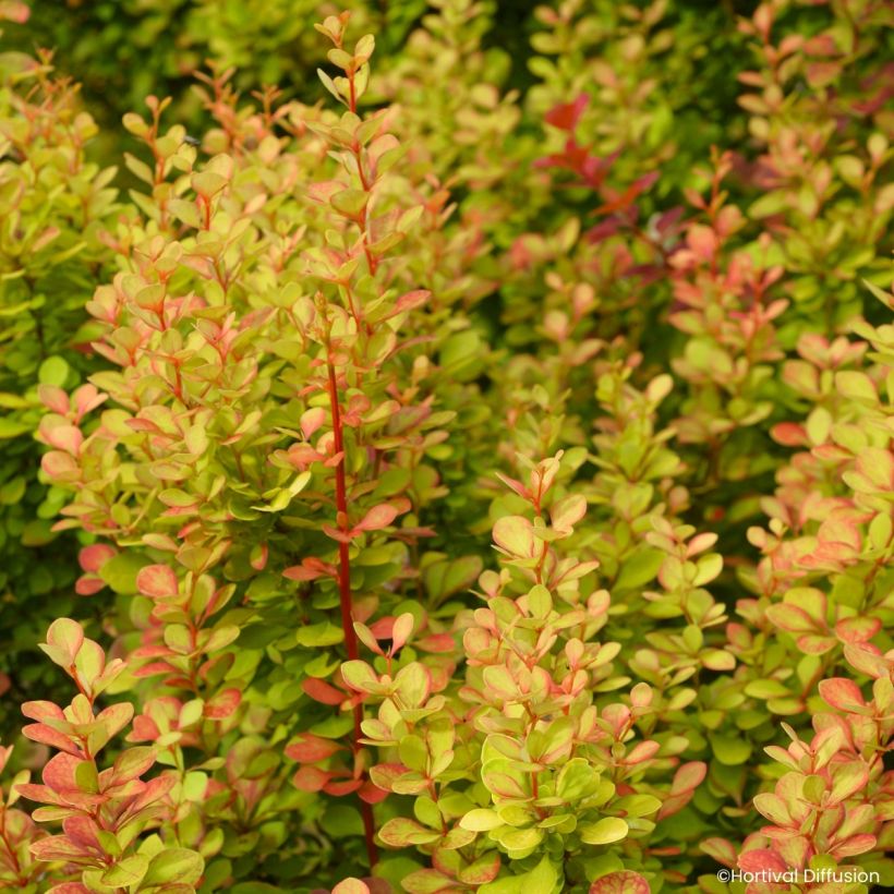 Berberis thunbergii Orange Torch (Folhagem)