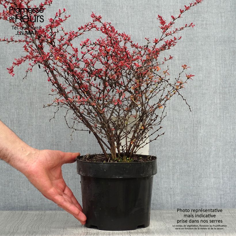 Amostra de Berberis thunbergii Orange Dream Vaso de 2 L/3 L tal como entregue na primavera