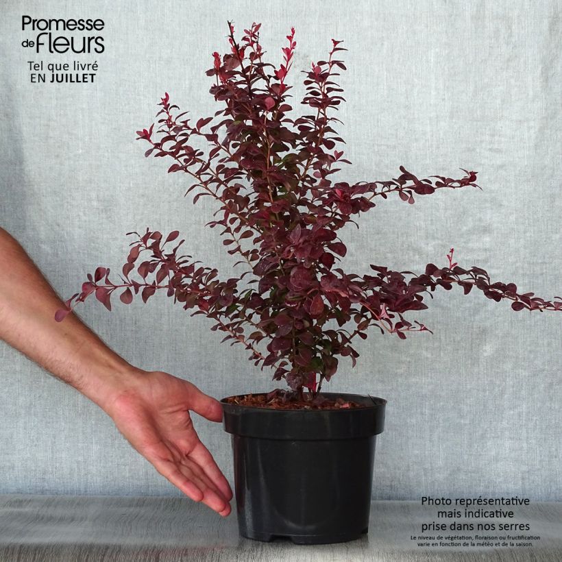 Amostra de Berberis thunbergii Orange Rocket Vaso de 3 L/4 L tal como entregue no verão