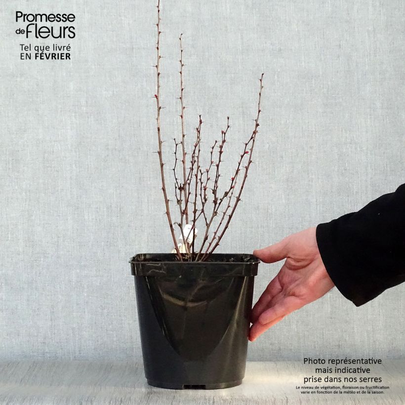 Amostra de Berberis thunbergii Orange Rocket Vaso de 3 L/4 L tal como entregue no inverno